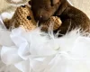 Toy Poodle