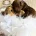 Toy Poodle