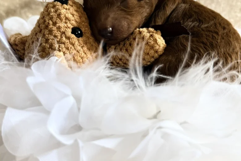 Toy Poodle