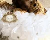 Toy Poodle
