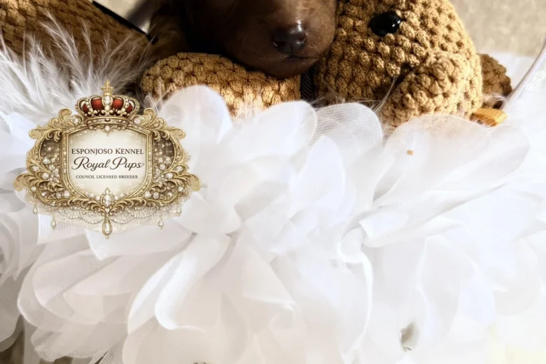 Toy Poodle