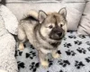 Eurasier