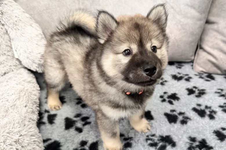 Eurasier