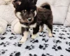 Eurasier