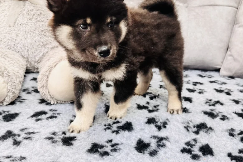 Eurasier
