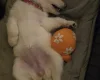 German Shepherd (Alsatian)