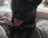 German Shepherd (Alsatian)
