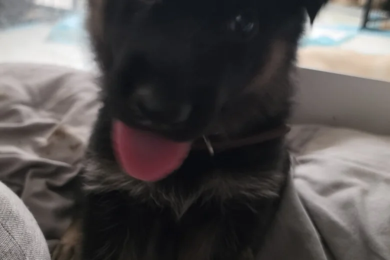 German Shepherd (Alsatian)