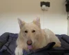 German Shepherd (Alsatian)
