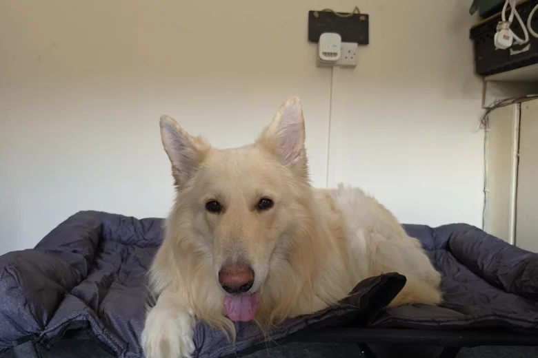 German Shepherd (Alsatian)