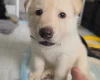 German Shepherd (Alsatian)