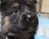 German Shepherd (Alsatian)
