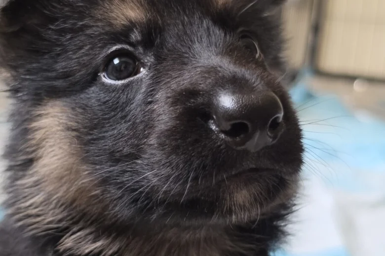German Shepherd (Alsatian)