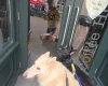 German Shepherd (Alsatian)