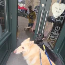 German Shepherd (Alsatian)