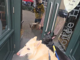 German Shepherd (Alsatian)