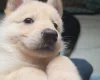 German Shepherd (Alsatian)