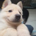 German Shepherd (Alsatian)