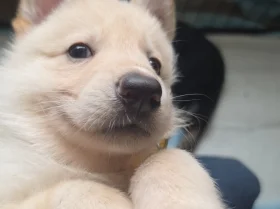 German Shepherd (Alsatian)