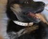 German Shepherd (Alsatian)