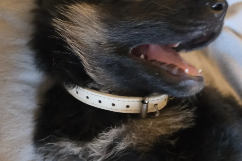 German Shepherd (Alsatian)