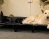 German Shepherd (Alsatian)