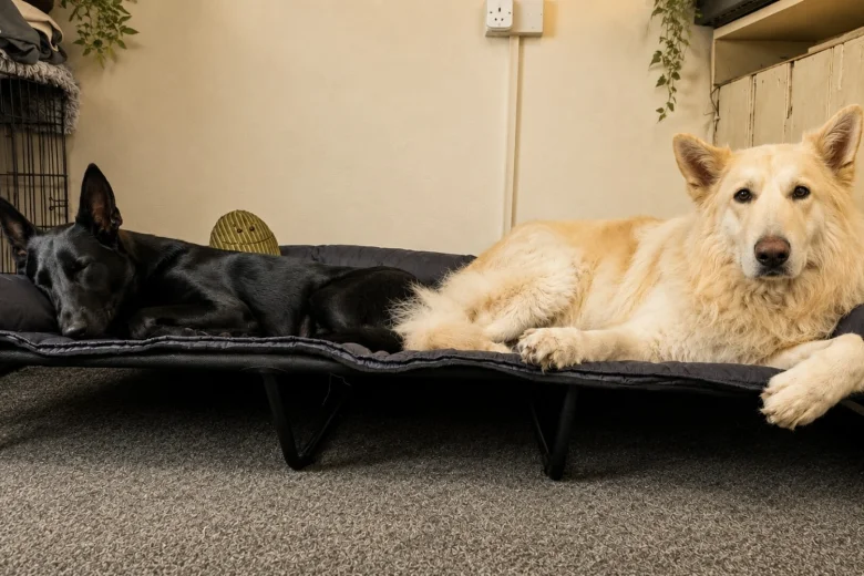 German Shepherd (Alsatian)