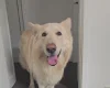 German Shepherd (Alsatian)