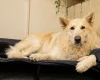 German Shepherd (Alsatian)