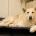 German Shepherd (Alsatian)