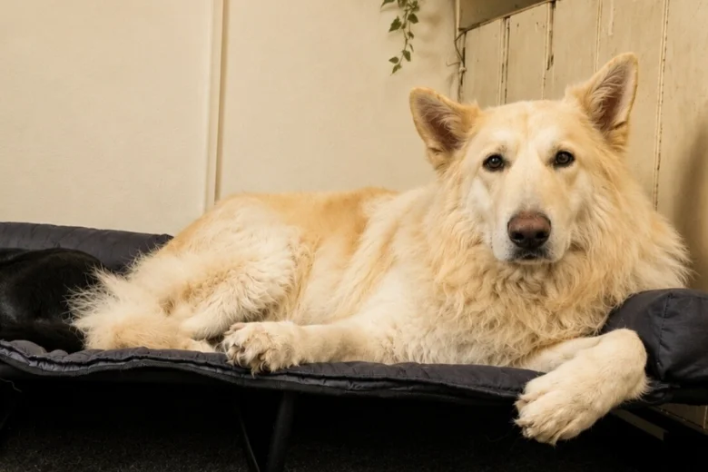 German Shepherd (Alsatian)