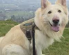 German Shepherd (Alsatian)