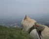 German Shepherd (Alsatian)