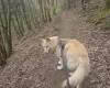 German Shepherd (Alsatian)