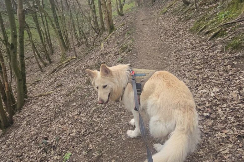 German Shepherd (Alsatian)