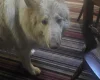 German Shepherd (Alsatian)