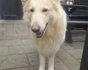 German Shepherd (Alsatian)