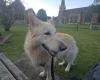 German Shepherd (Alsatian)