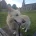 German Shepherd (Alsatian)