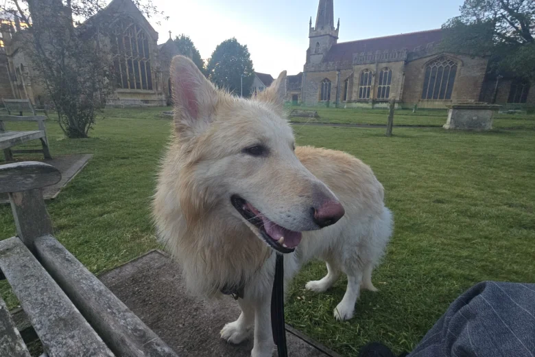 German Shepherd (Alsatian)