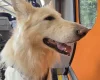 German Shepherd (Alsatian)
