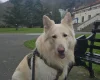German Shepherd (Alsatian)