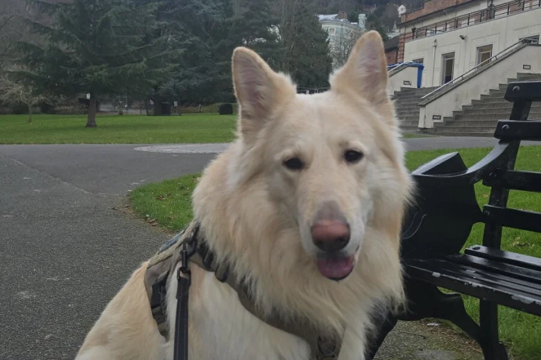 German Shepherd (Alsatian)