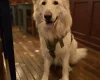 German Shepherd (Alsatian)