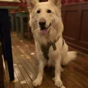 German Shepherd (Alsatian)