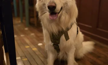 German Shepherd (Alsatian)