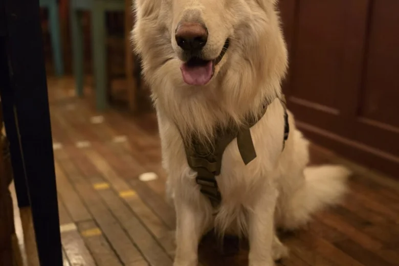 German Shepherd (Alsatian)