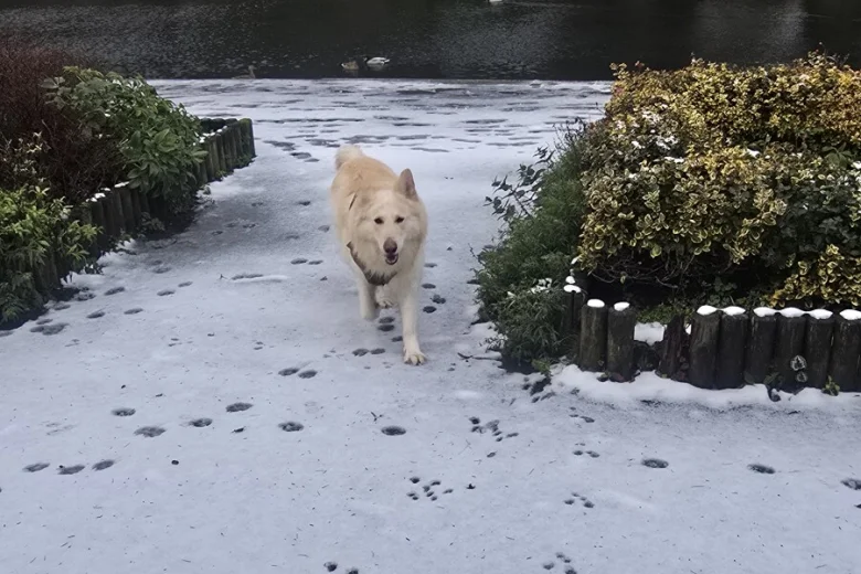 German Shepherd (Alsatian)