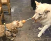 German Shepherd (Alsatian)