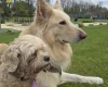 German Shepherd (Alsatian)